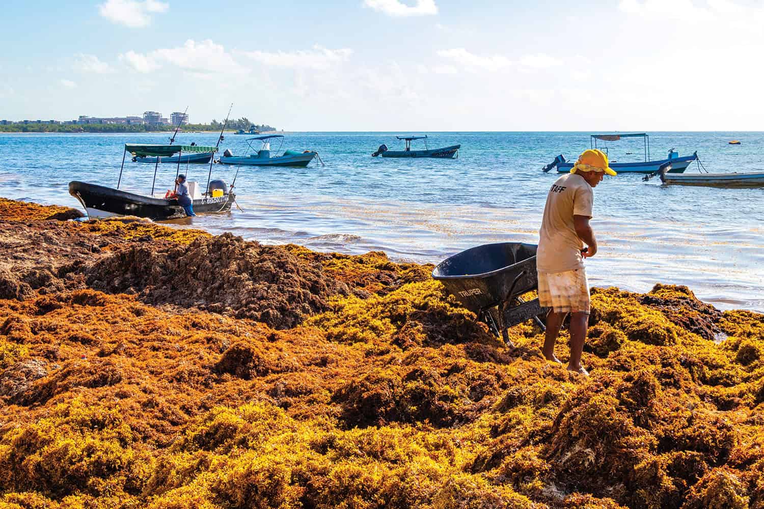 Workers cleaning the beach of sargassum, a type of seaweed, at Playa del Carmen, Mexico